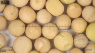 column seed