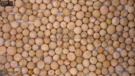 column seed