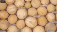 column seed