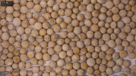 column seed