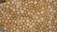 seed