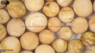column seed