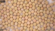 column seed