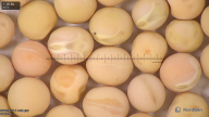 column seed