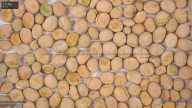 column seed