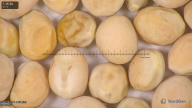 column seed