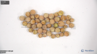 seed