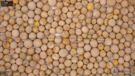 column seed
