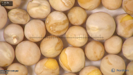 column seed