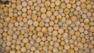 seed