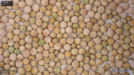 column seed
