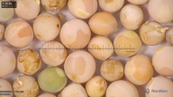 column seed