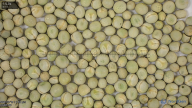 seed