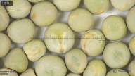 column seed