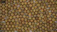 seed