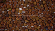 seed