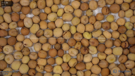 seed
