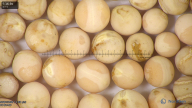 column seed