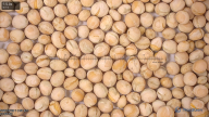 seed