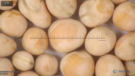 column seed