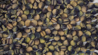 seed