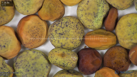 column seed