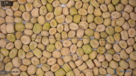 column seed