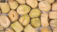column seed