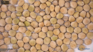 column seed