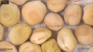 column seed