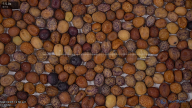 seed