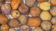 column seed