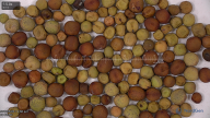 column seed