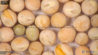 column seed