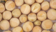 column seed