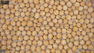 seed