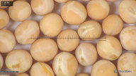 column seed