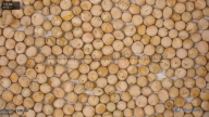 seed