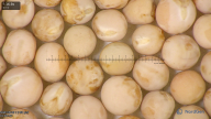 column seed