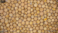 seed