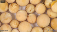column seed