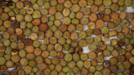 seed