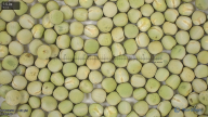 seed