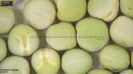 column seed