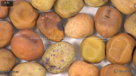 column seed