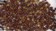 seed