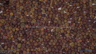 seed