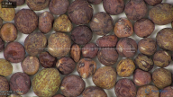 column seed