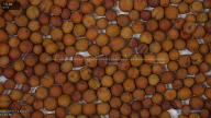 seed