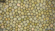 seed